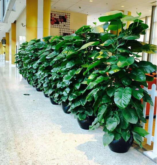 酒店綠植租賃