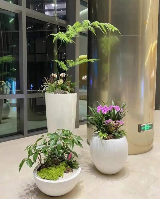 酒店綠植租賃